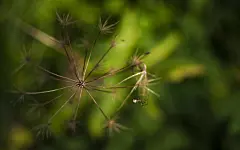 精选蒲公英电脑壁纸