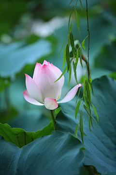 雨中的背影采集到那些花儿