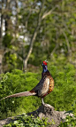 野鸡(Phasianus colchicus)，求偶公鸡，奥地利下奥地利图片下载