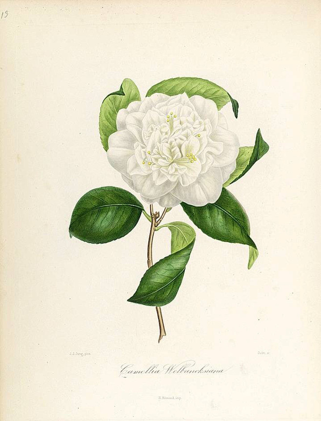 手绘山茶花
