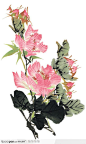 中国国画之花类植物-粉色的花