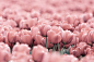 13008237332363、Flowers、pink、tulip、花