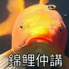 锦鲤表情包