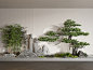 新中式庭院景观植物小品 松树 竹子 景观造景