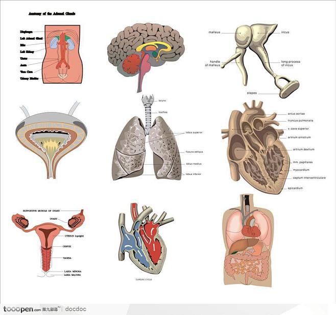 人体解剖图和器官--人体内脏医疗用图心脏...