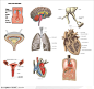 人体解剖图和器官--人体内脏医疗用图心脏 膀胱 肺 子宫 脑