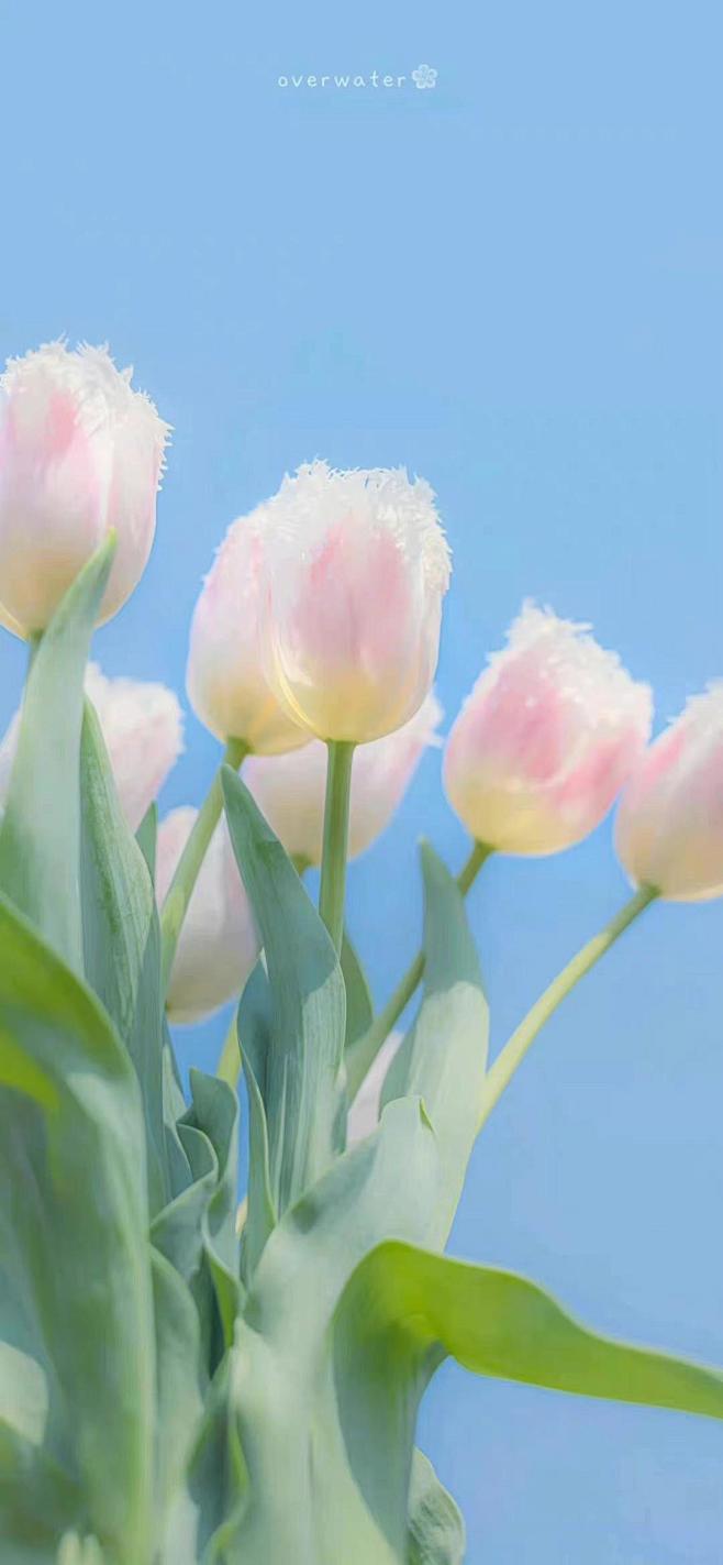 「壁纸」春天真的很哇塞-今日头条