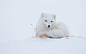 Arctic fox by wim claes on 500px#北极狐##白##摄影##动物#北极狐你好美，北极狐你好萌
