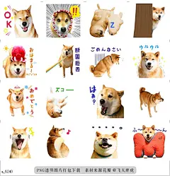 a@飞天胖虎 line贴图表情包贴纸柴犬玛鲁  犬的生活并没有那么糟糕，尤其这条叫玛鲁的柴