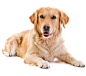 labrador_retriever_PNG70