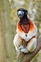 Sifakas are a genus of lemur