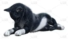 3D插图黑色家猫在白色
