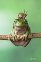 当地时间2014年4月17日，印尼雅加达，50岁印尼摄影师Lessy Sebastian拍到一只绿树蛙低下头，让蜗牛爬到其头顶的一幕，蜗牛开心地呆在绿树蛙头顶望远，感觉就像待在自己地盘一样轻松。
