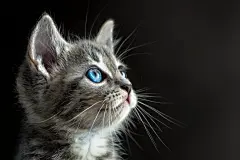 毛茸茸的萌宠大脸猫