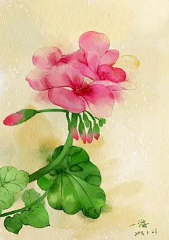 电脑水彩小花-画措__涂鸦王国插画