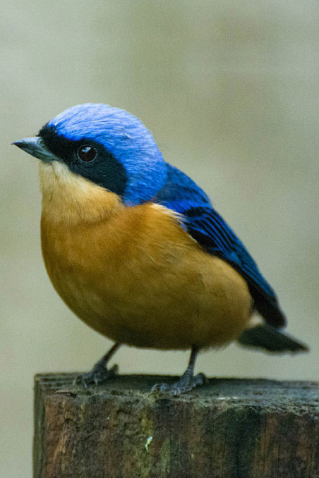 雀形目裸鼻雀科黄胸裸鼻雀属黄胸裸鼻雀