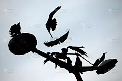 黑乌鸦在群里