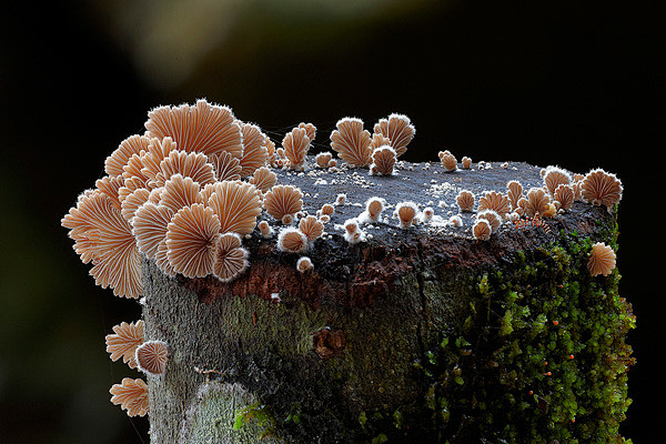Steve Axford摄影作品：蘑菇