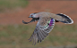 冠鸠 Ocyphaps lophotes 鸽形目 鸽鸠科 冠鸠属
Crested Pigeon by Michael Cleary on 500px