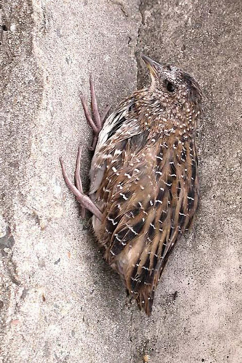 鹤形目秧鸡科花田鸡属花田鸡