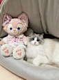 猫猫我啊，马上就站完今年最后一班岗辣 - 小红书