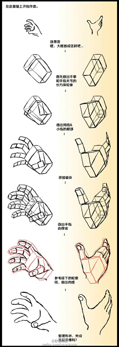 离早采集到手部结构