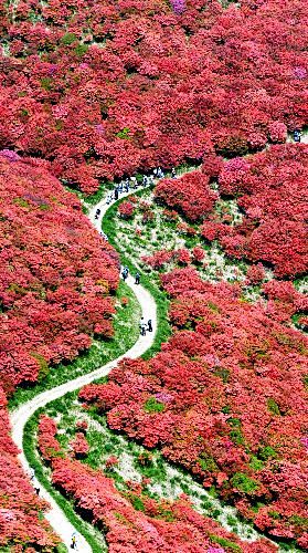 杜鹃山的道路。 日本奈良县葛城市