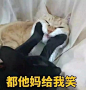 （2/8）本周末给大家更新一波猫咪表情包 喜欢的点个赞吧~ （仅供娱乐，原图自网络，版权属于原作者） ​​​​