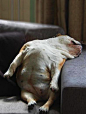 Dogs
