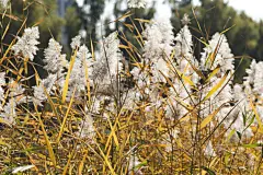 河边芦苇丛芦芛图片