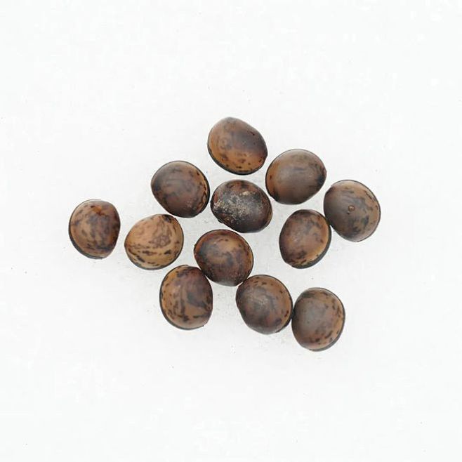 褶皮黧豆 (Mucuna lamella...