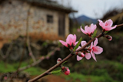 小C菜花采集到花（桃花）