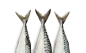Fish Very Good: food & seafood of Friuli Venezia Giulia on Behance