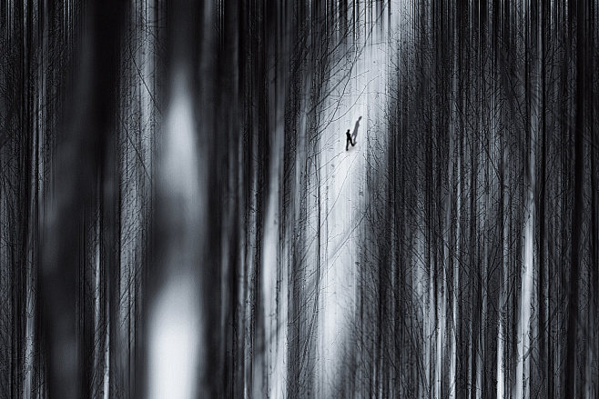 树木树皮 抽象 意境  梦摄影照片