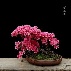 如沐春风20122012采集到盆栽艺术与花 艺