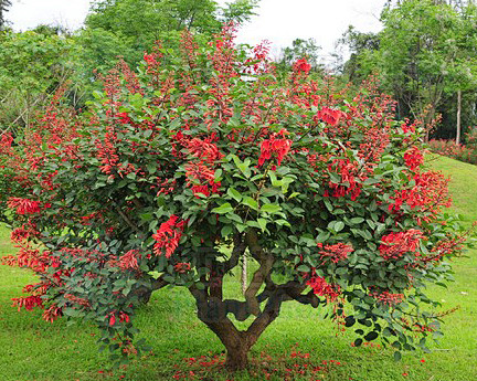 丛生鸡冠刺桐02