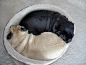 pugs / pug swirl or yin and yang