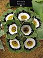 西洋樱草 Primula auricula：又名欧洲报春……_来自默默千紫的图片分享-堆糖网