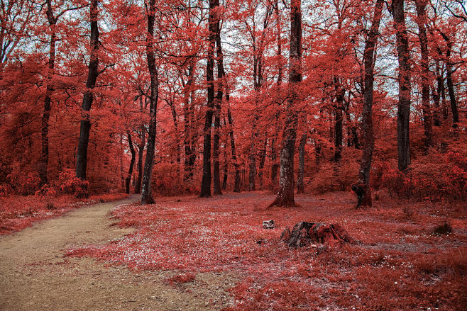 The red forest by Ga...