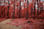 The red forest by Gabriele Granata on 500px