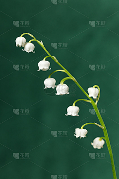 云淡风轻fanyun采集到铃兰