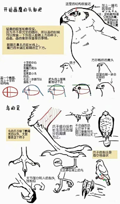 妖辉映寒月采集到猫头鹰可爱捏