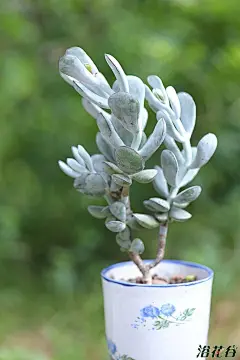 有福的娘娘 - 景天科 Crassulaceae 浴花谷论坛