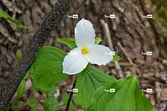 延龄草 花 植物 白毛Ll 美丽的花朵 花壁纸 白色的花 花瓣