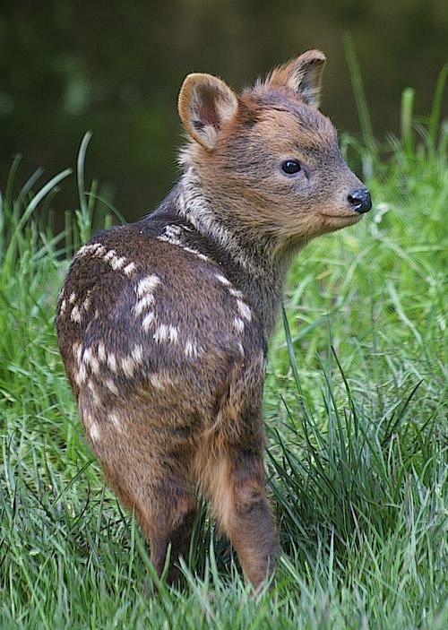 A baby Pudu, the wor...