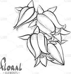 风铃草属,草图,黑白图片,可爱的,浪漫,壁纸,草,自然美,装饰物,绘制