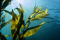 全部尺寸 | kelp luv | Flickr - 相片分享！