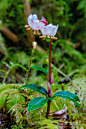 Sol Duc River河边枯木苔藓上的Chimaphila umbellata sub. occidentalis 西部伞形喜冬草，跟科罗拉多州的另一个亚种长相略有区别，萌点略有不同