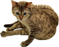 猫PNG