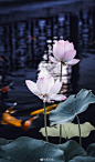 #摄影（花）#